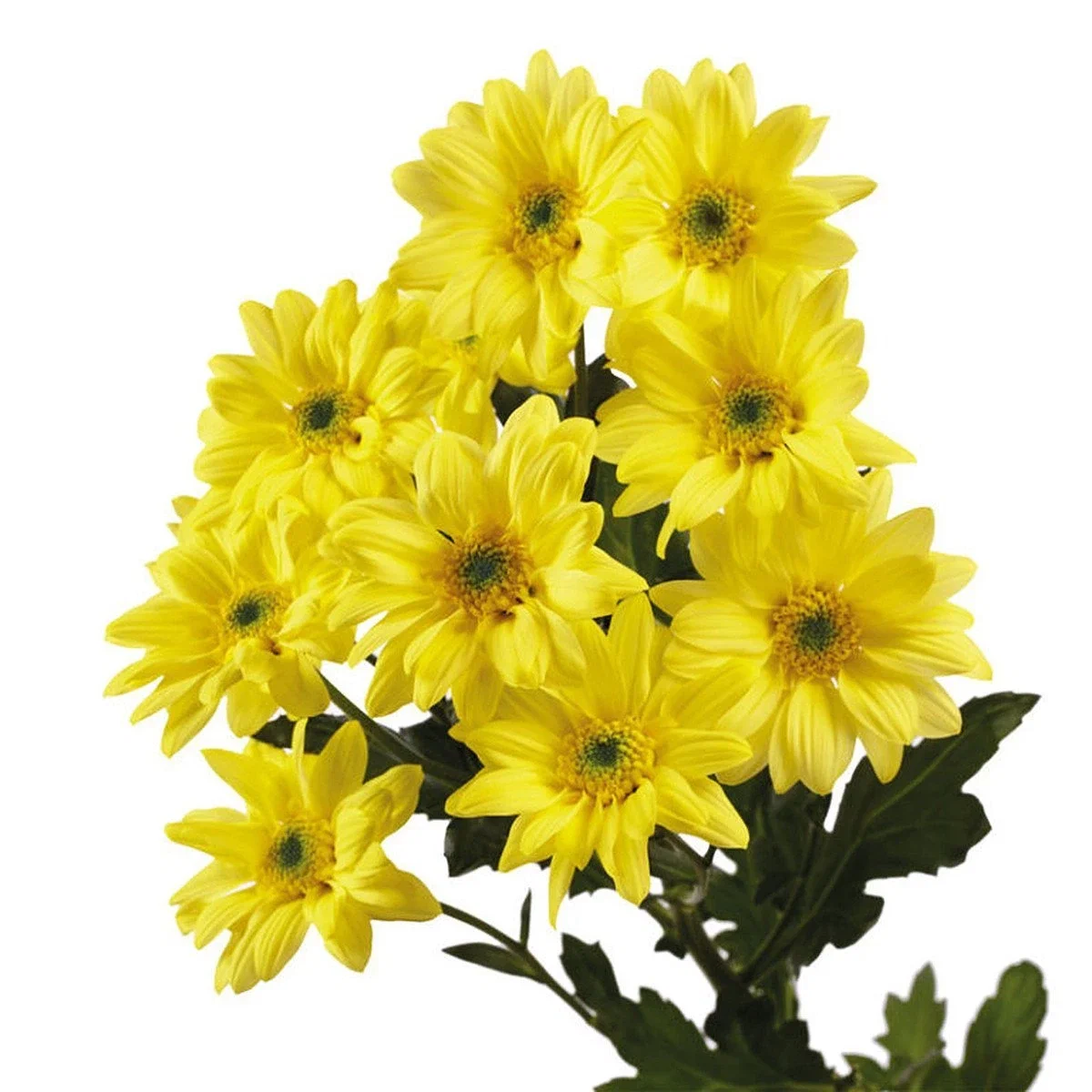 Букет желтых хризантем Бакарди - боковой ракурс